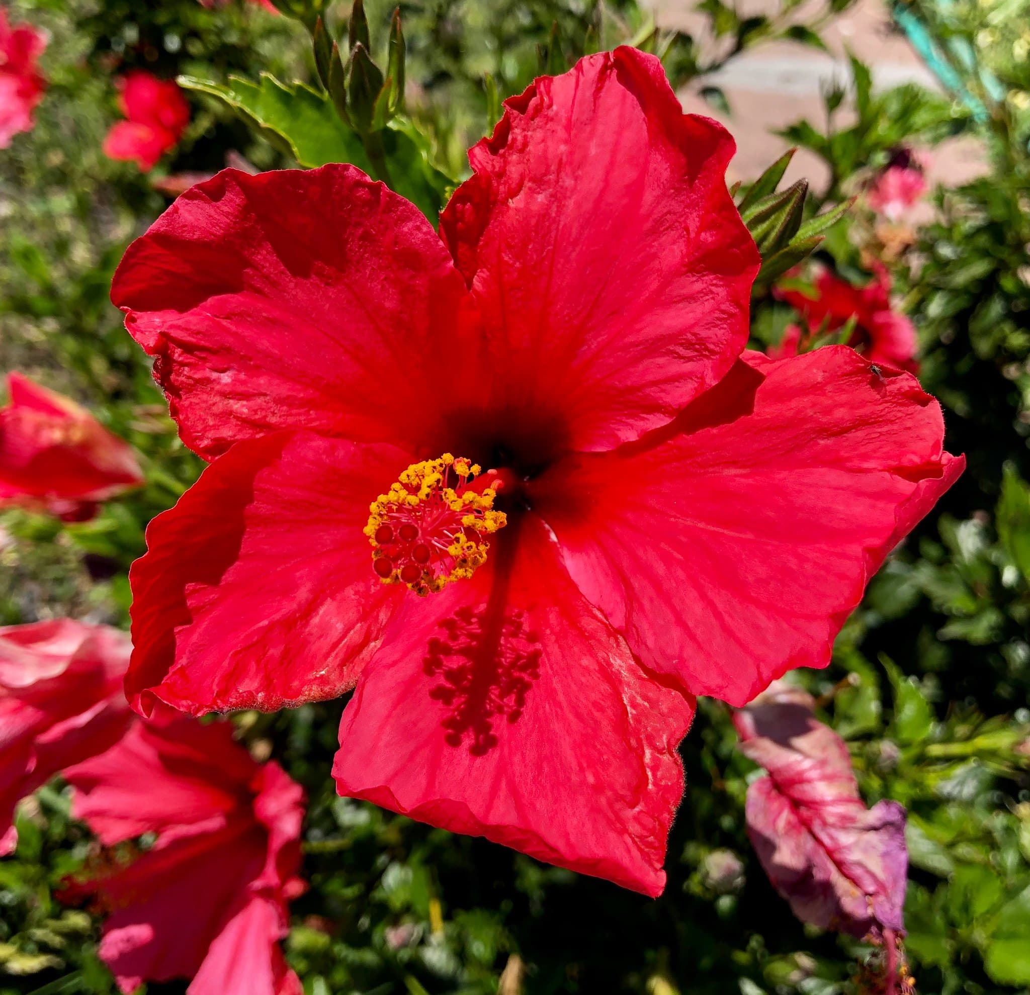 Flower photography 5