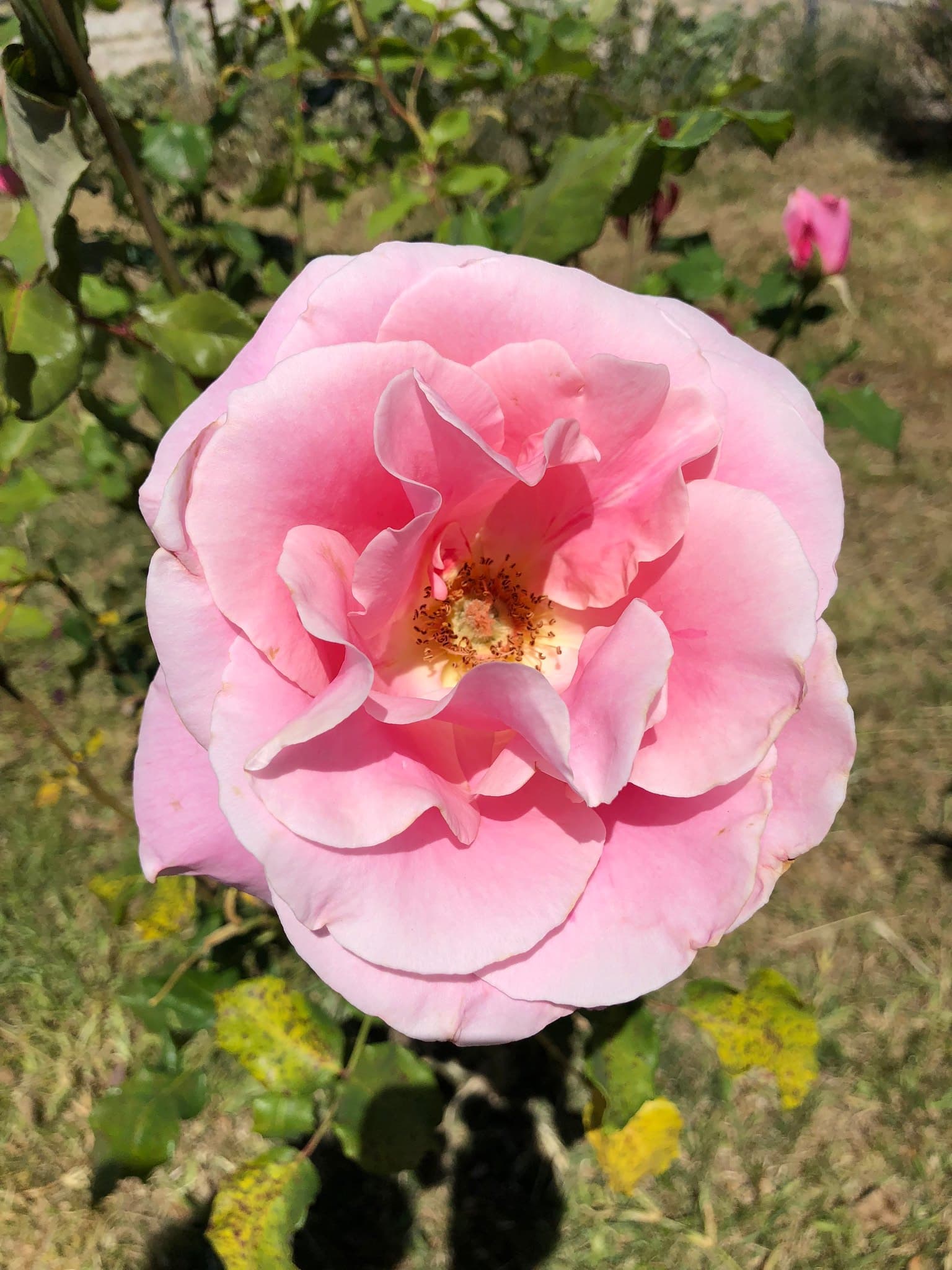 Flower photography 4