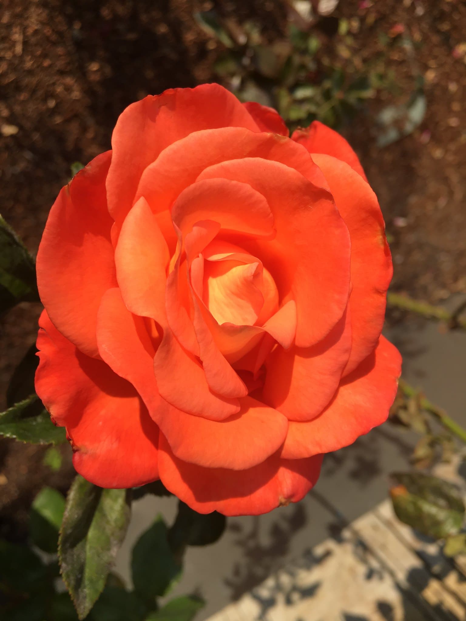 Flower photography 8