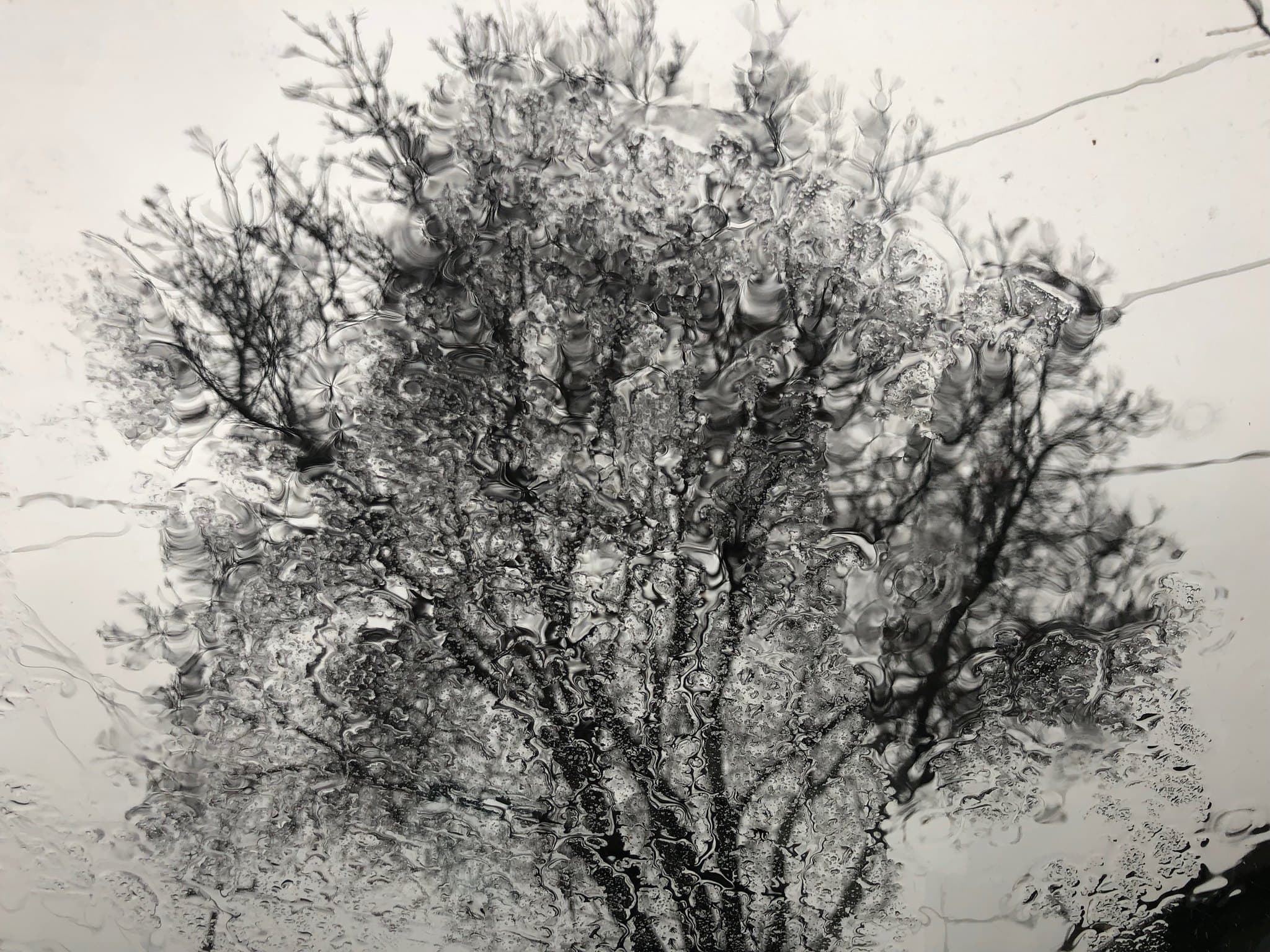 Tree photography 3