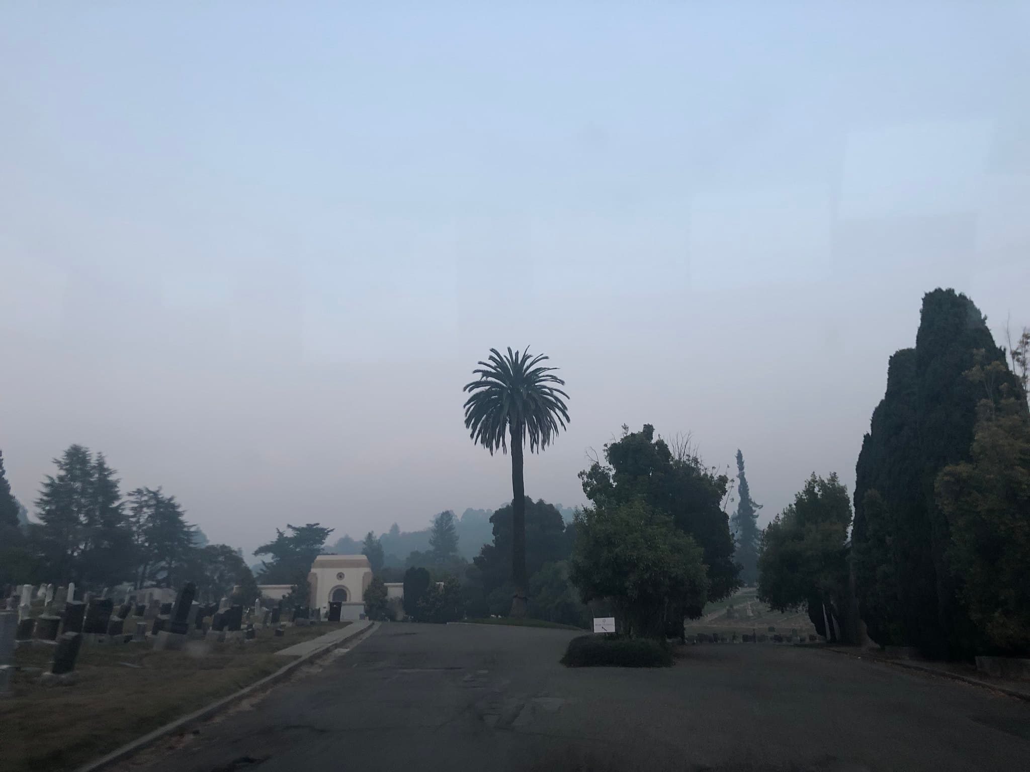 Tree photography 7