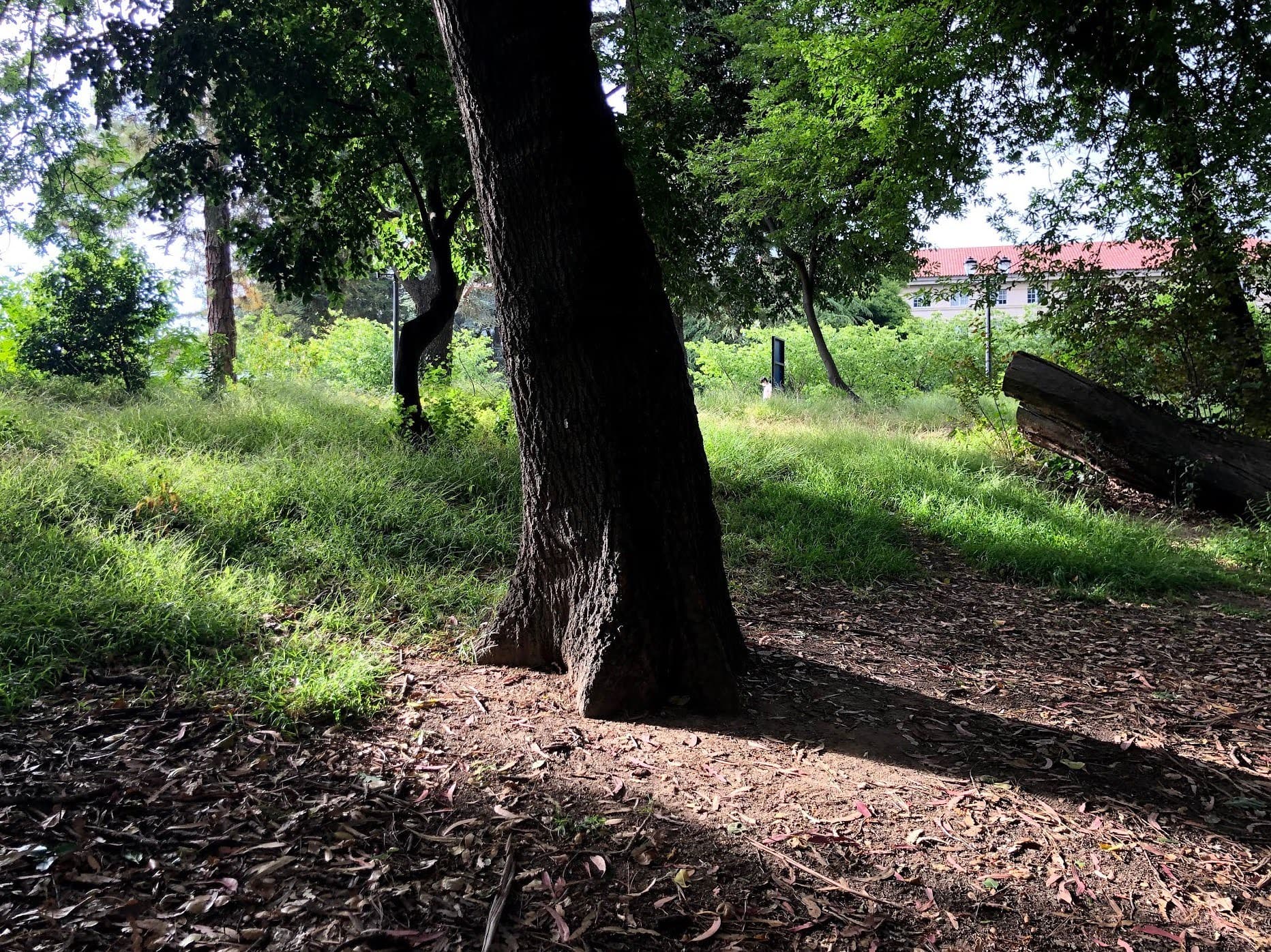 Tree photography 2