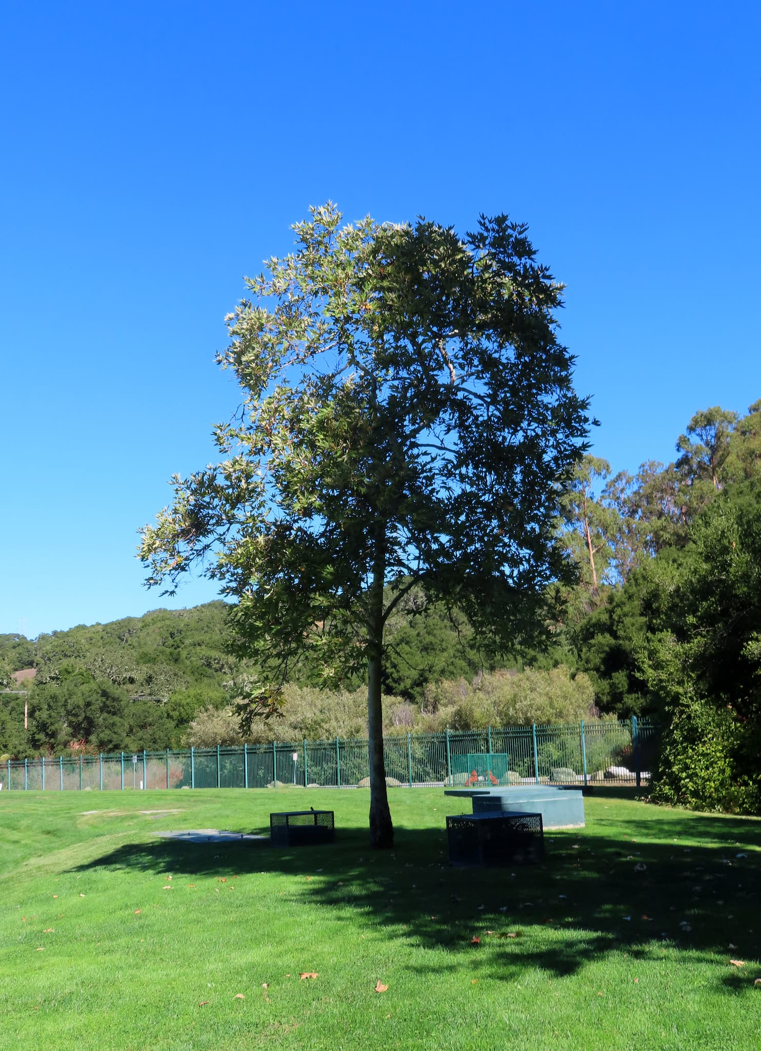 Trees