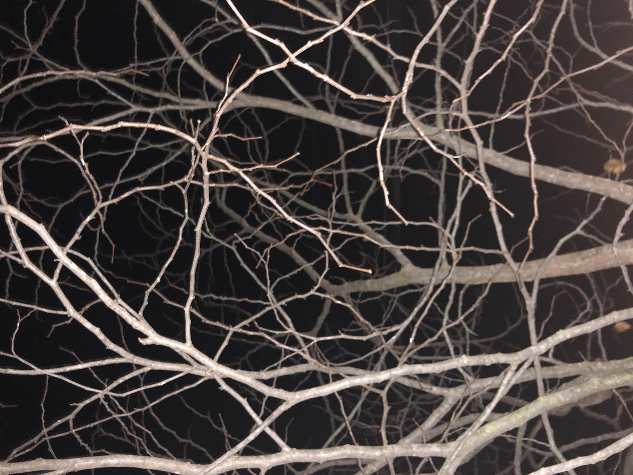 Tree photography 4