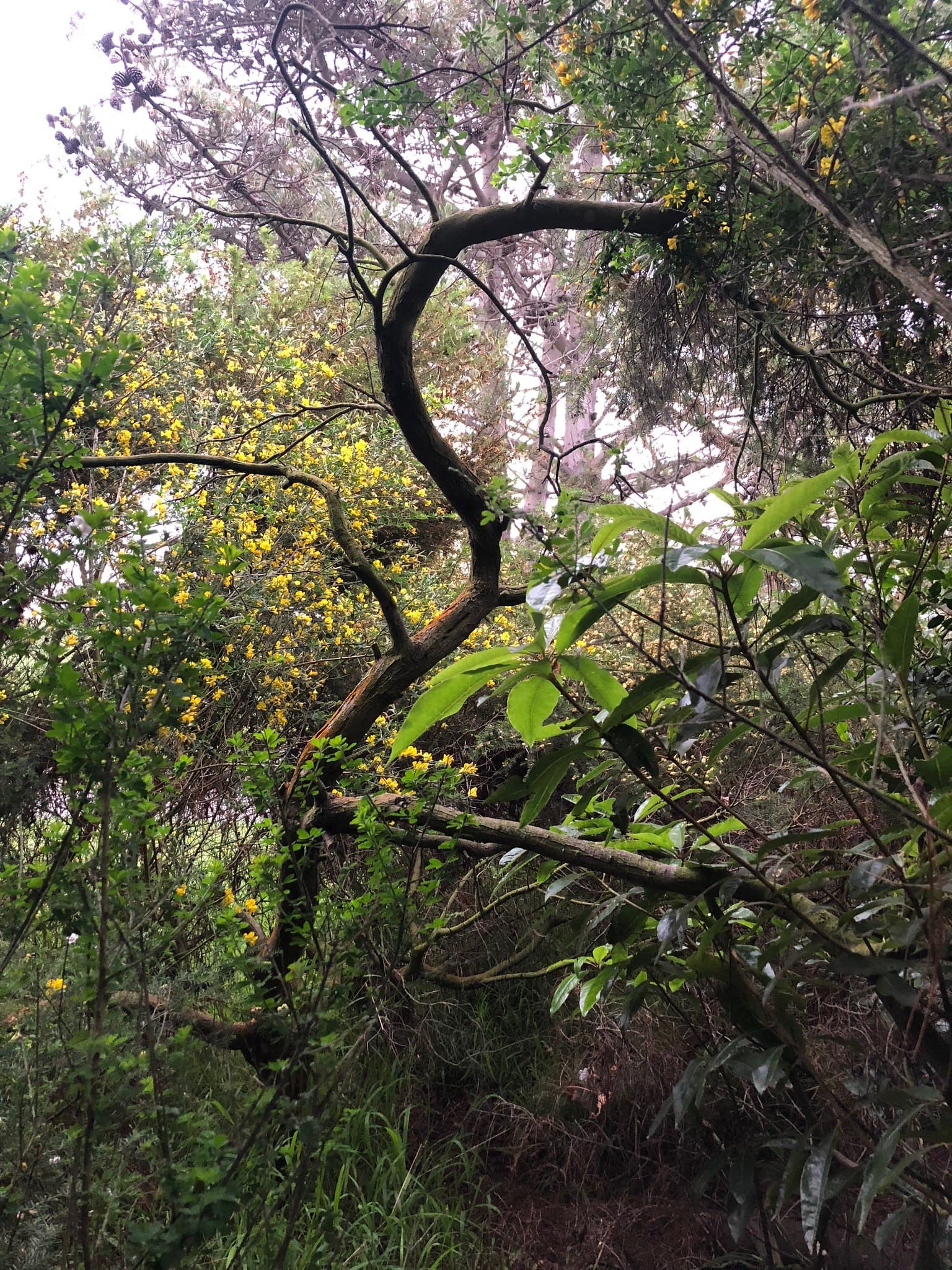 Tree photography 10