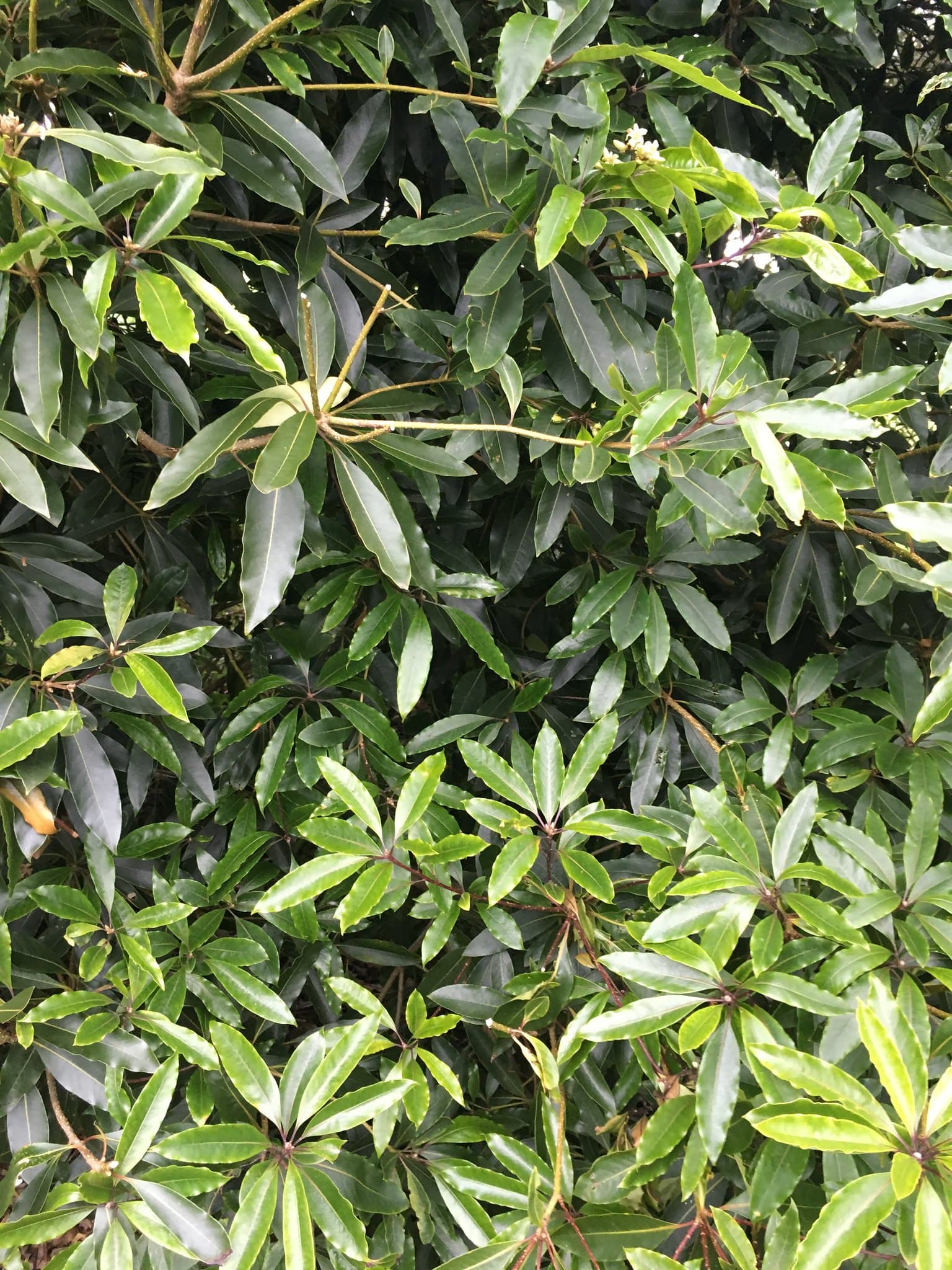Plants