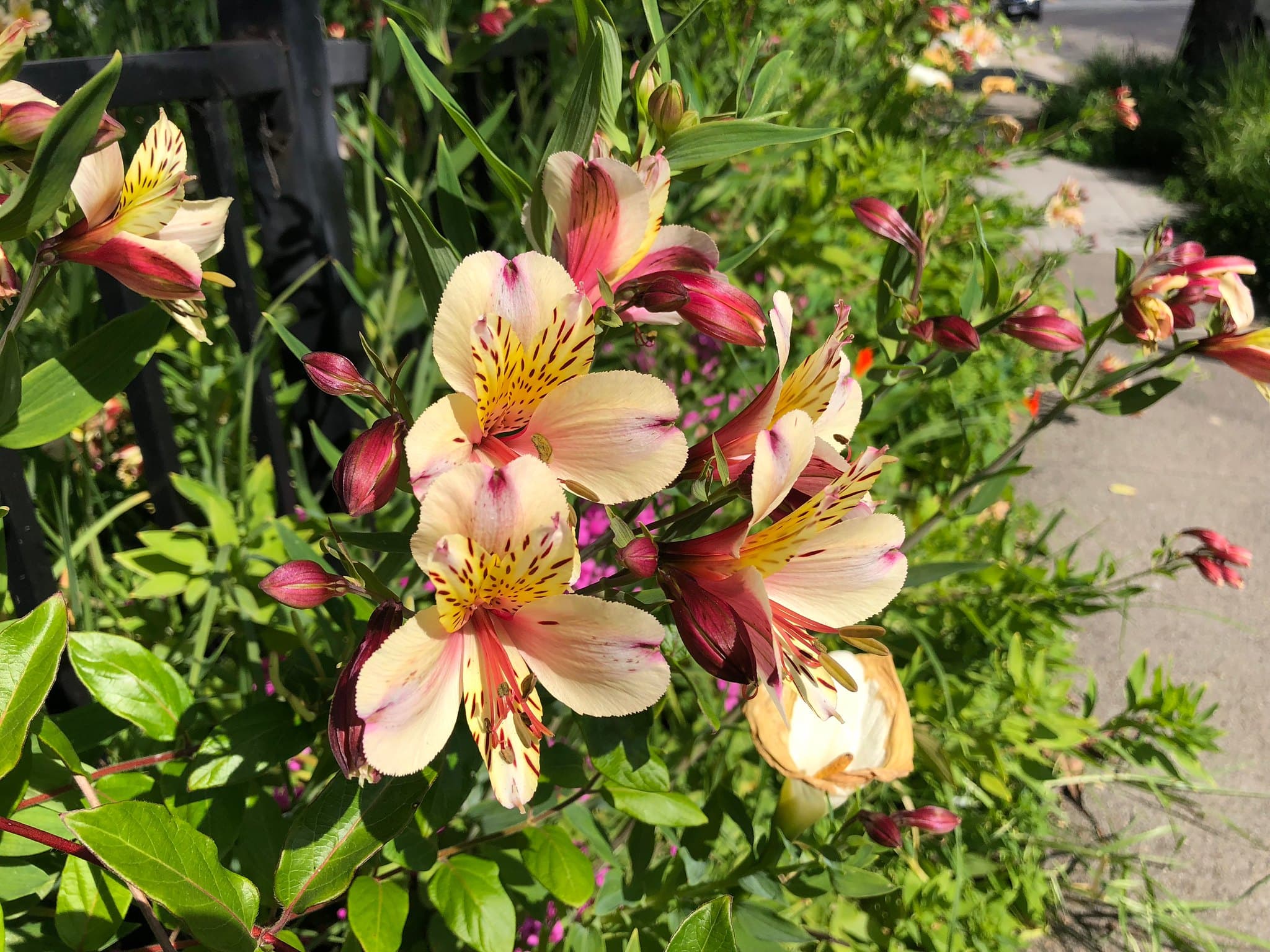 Flower photography 12