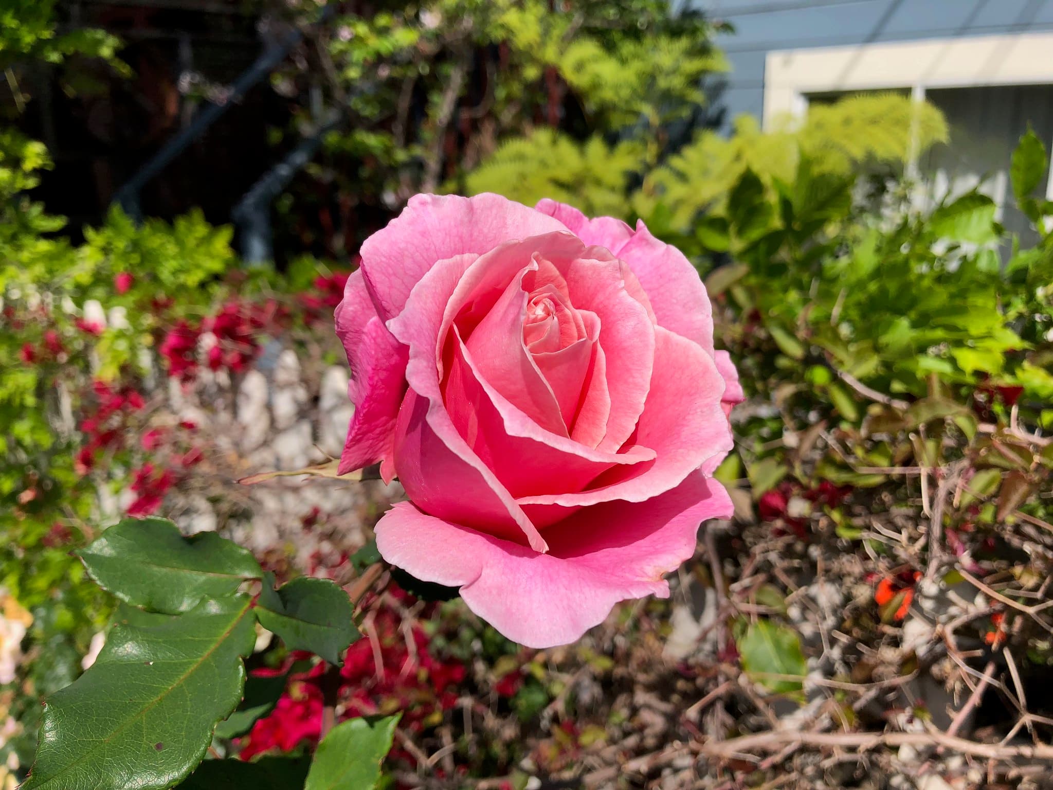 Flower photography 11
