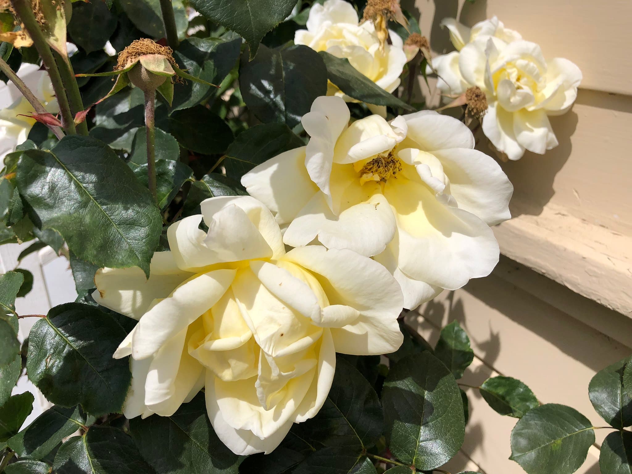 Flower photography 3
