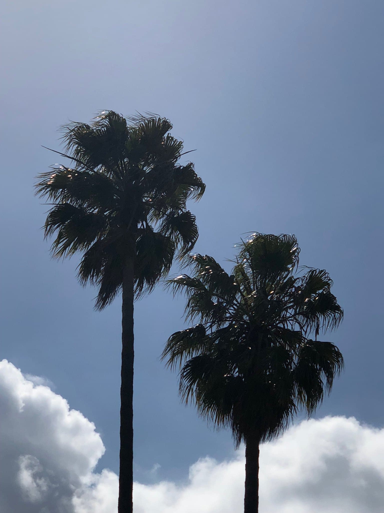 Tree photography 9