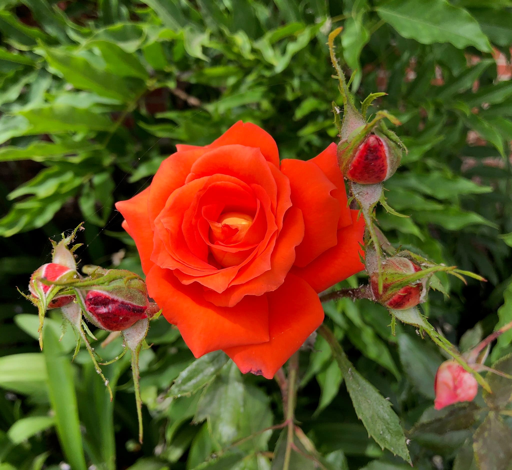 Flower photography 6