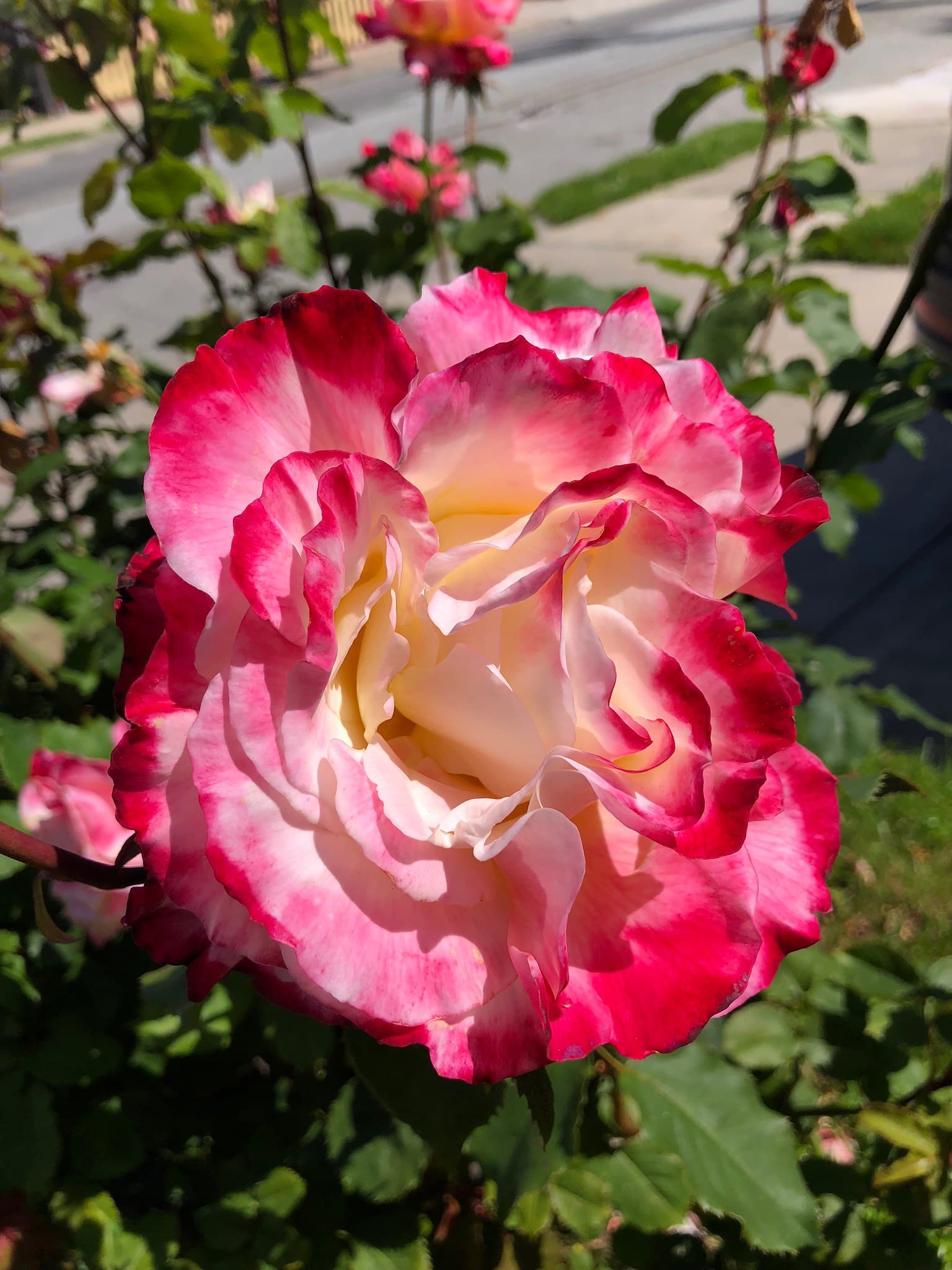 Flower photography 10