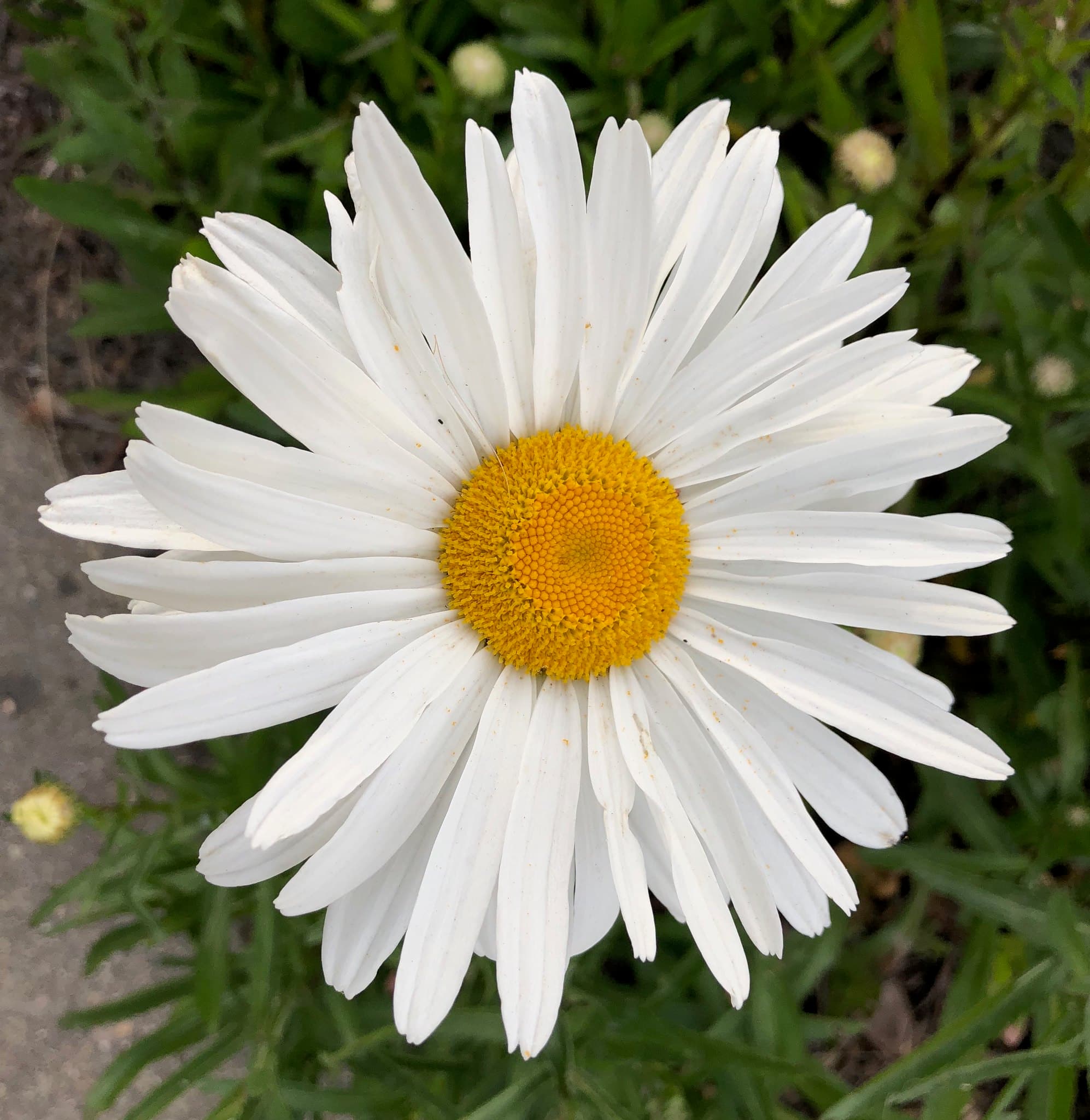 Flower photography 7