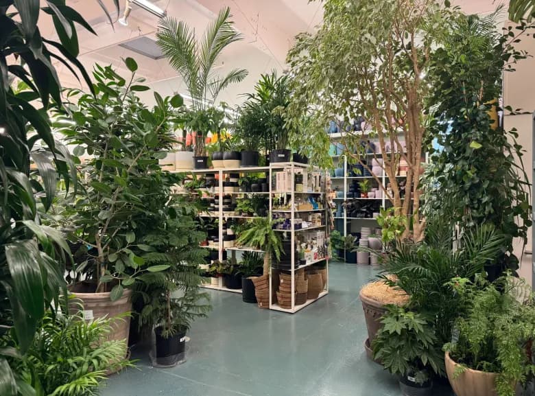 A peak inside the new Paraíso Plant Studio space on Fourth Street.
