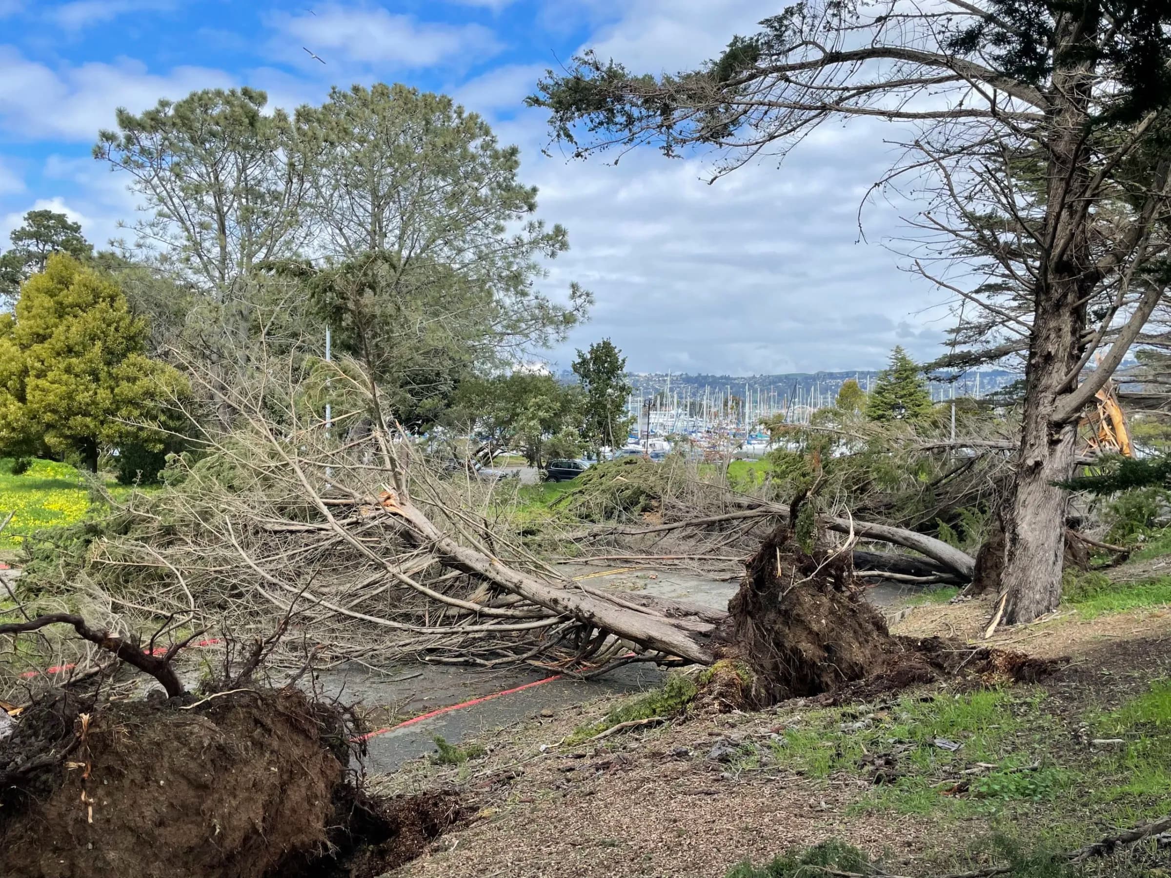 Fallen trees at the Berkeley Marina the day after a big storm last March.