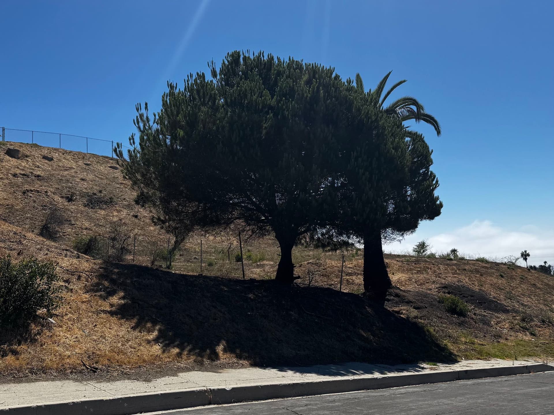 Pacific Palisades 110