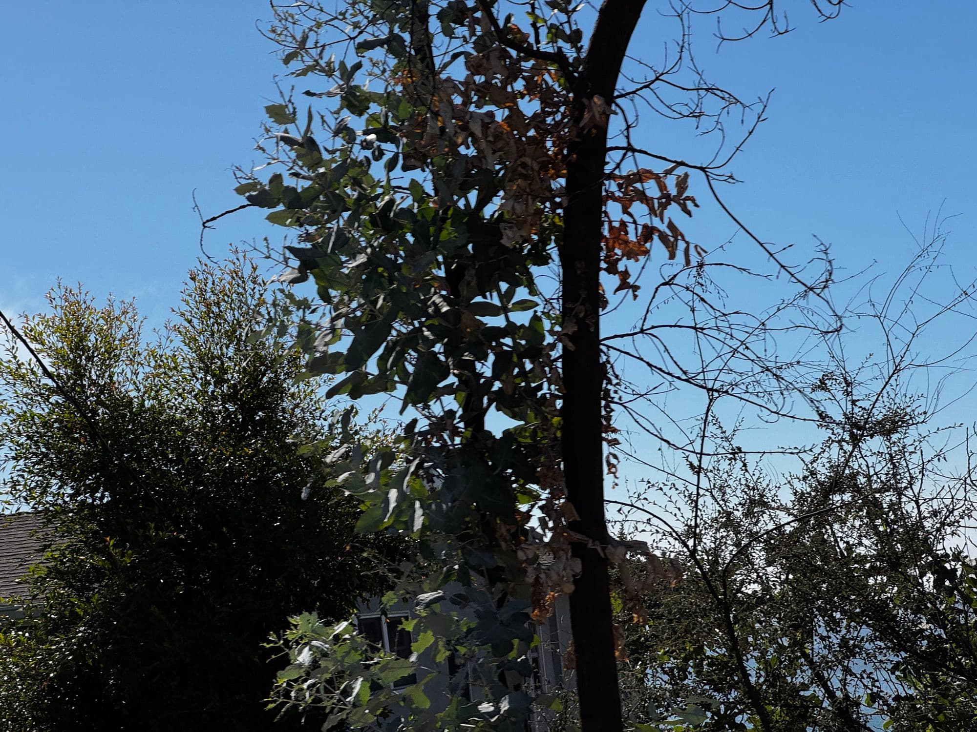Pacific Palisades 4