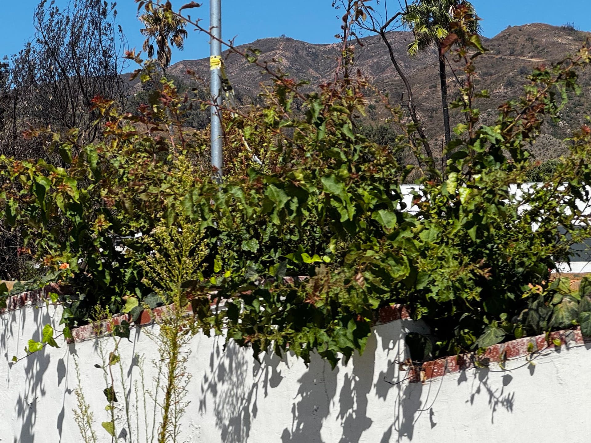 Pacific Palisades 87